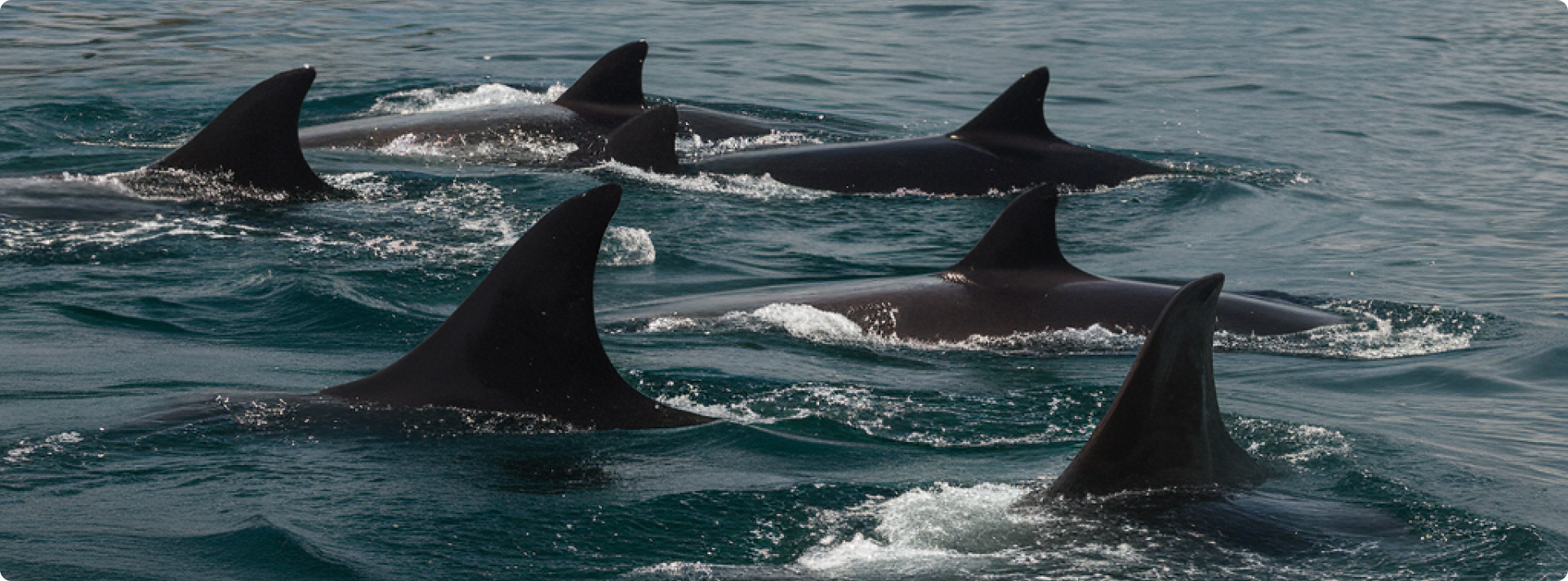 banner_hero_El_Gran_Viaje_de_la_Ballena_Jorobadas_un_Espectaculo_de_Vida_en_e_Pacífico_Colombiano
