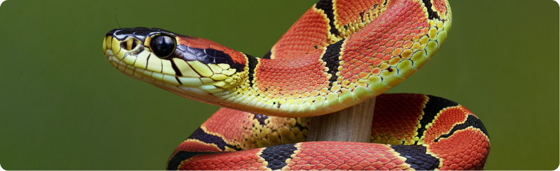 Los Colores de la Democracia: Una Lección de la Naturaleza