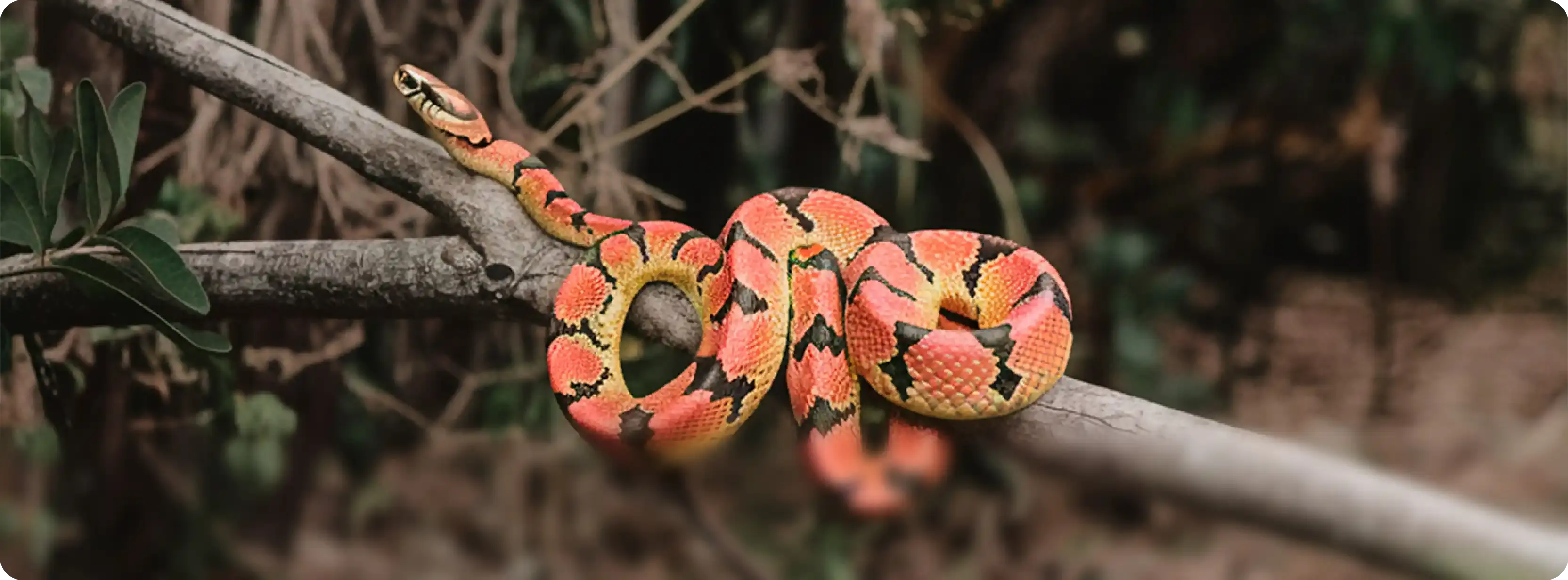 Los Colores de la Democracia: Una Lección de la Naturaleza