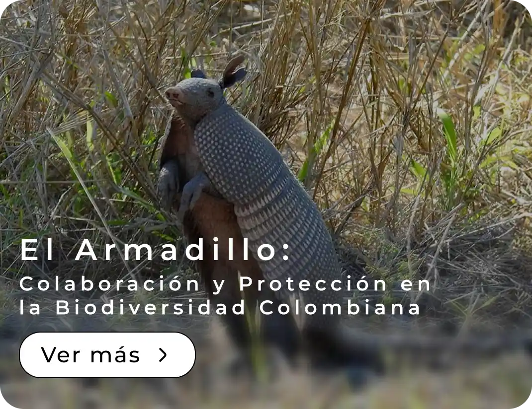 El Armadillo: Colaboración y Protección en la Biodiversidad Colombiana