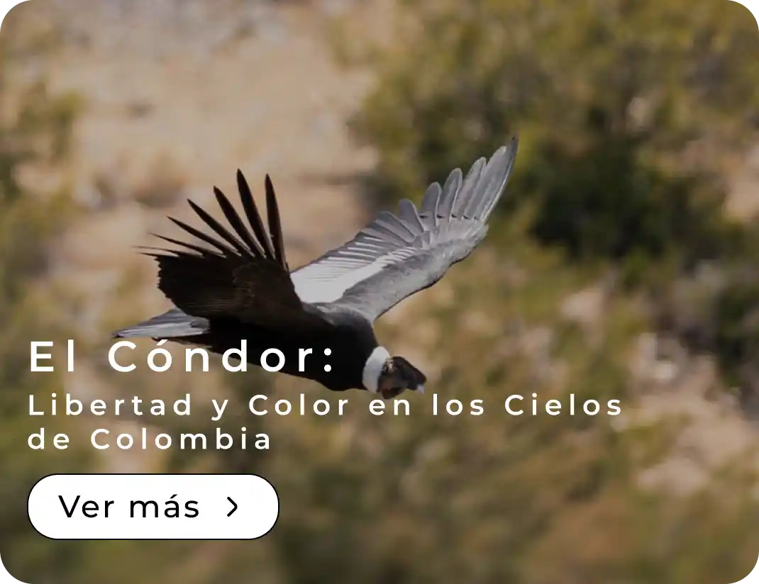 El Cóndor: Visión y Grandeza en los Cielos de Colombia