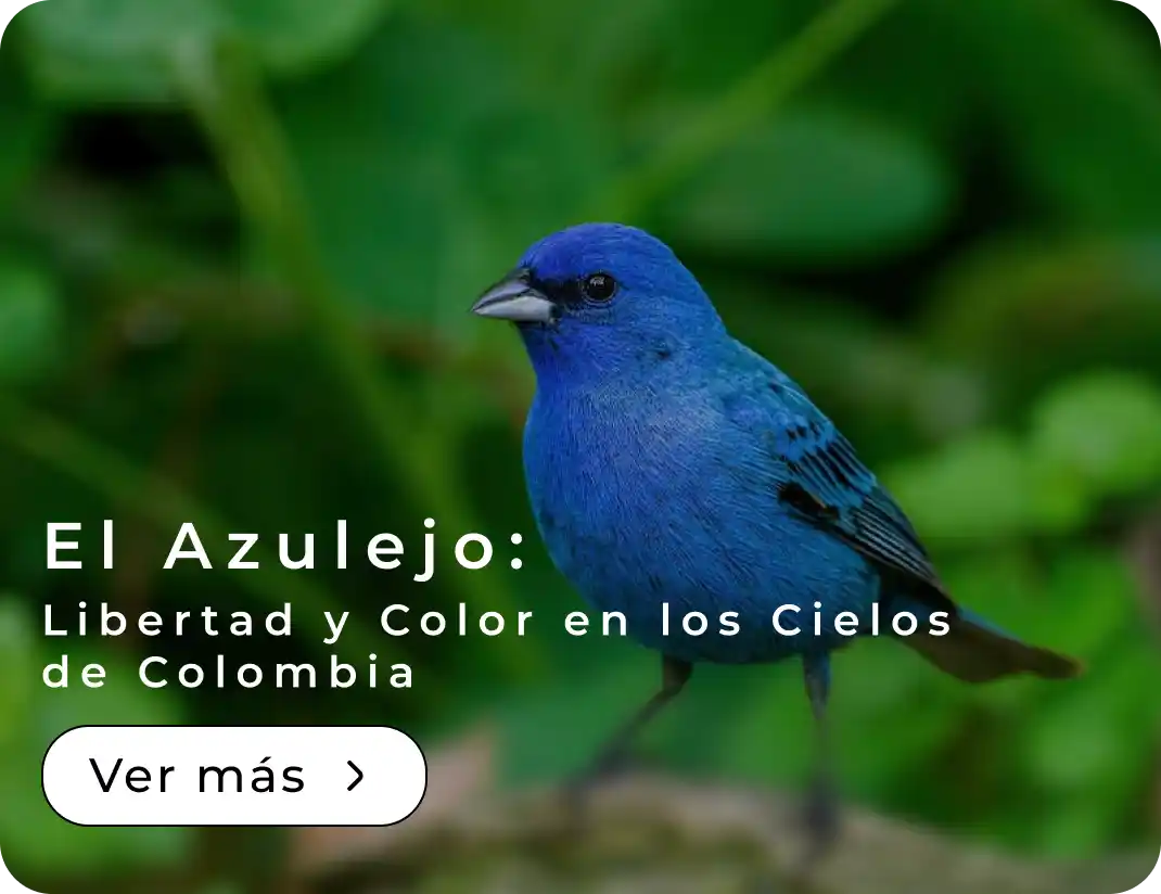 El Azulejo: Libertad y Color en los Cielos de Colombia