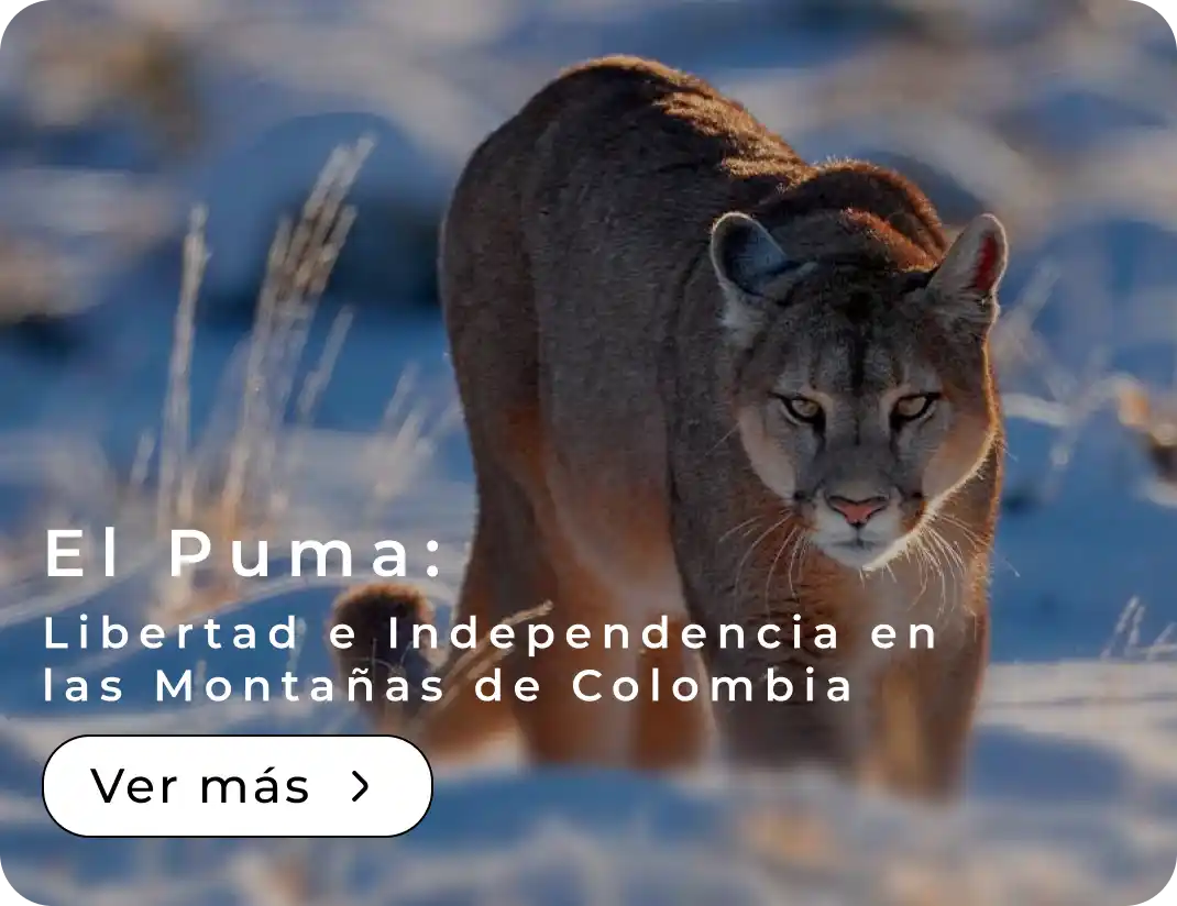 El Puma: Libertad e Independencia en las Montañas de Colombia