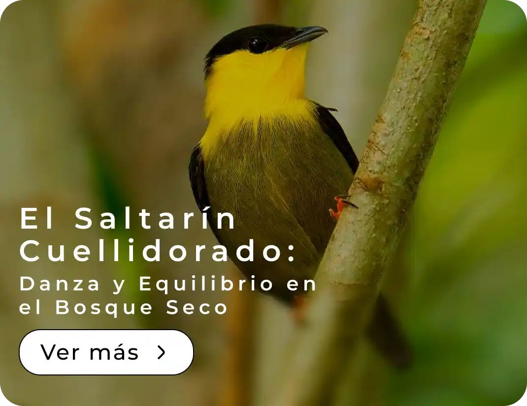 El Saltarín Cuellidorado Danza y Equilibrio en el Bosque Seco