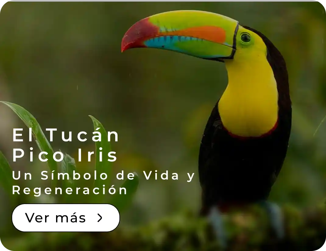 El Tucán Pico Iris Un Símbolo de Vida y Regeneración