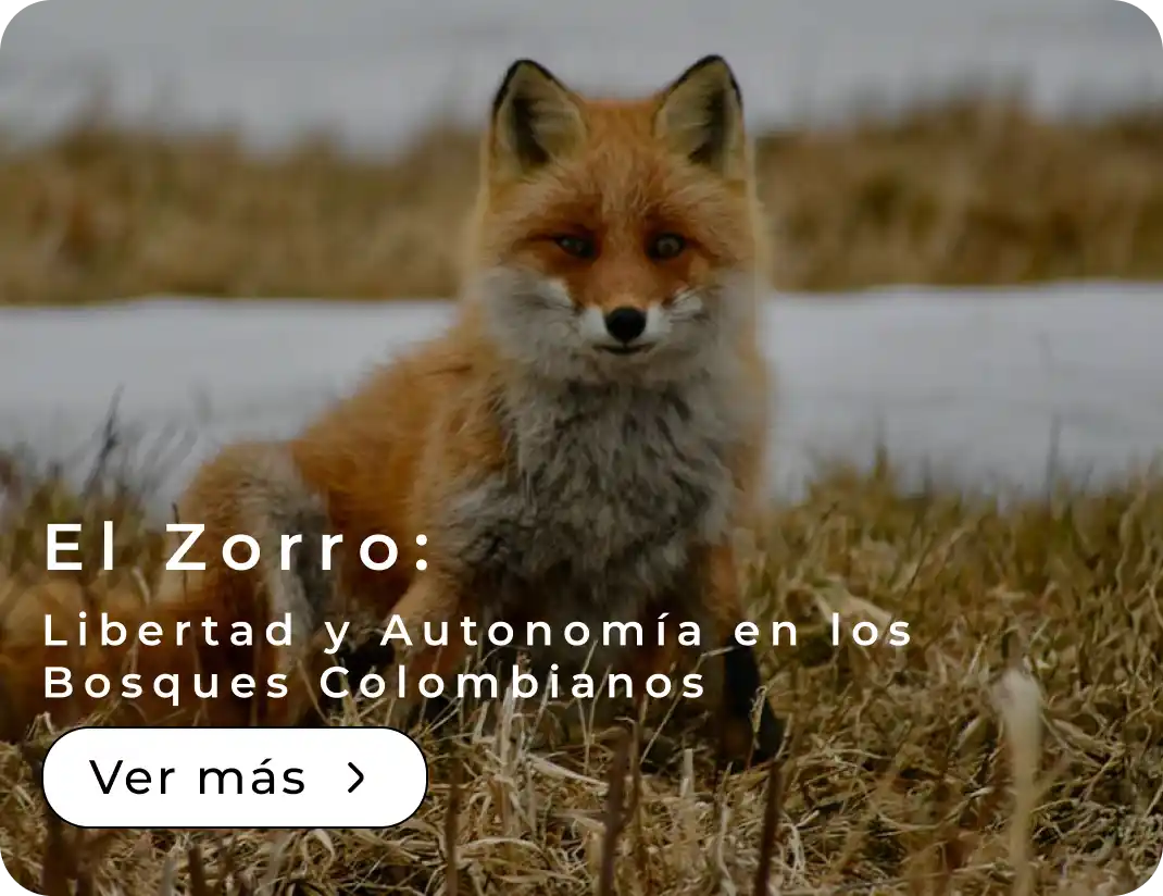 El Zorro:Libertad y Autonomía en los Bosques Colombianos