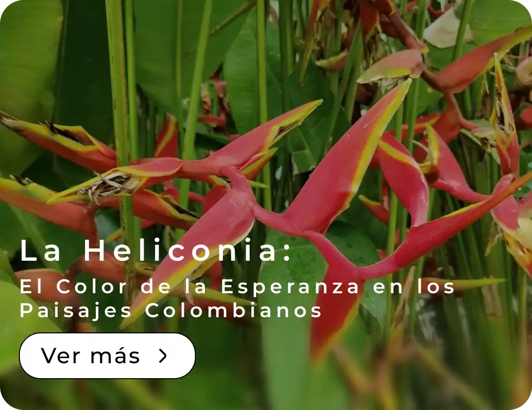  La Heliconia: El Color de la Esperanza en los Paisajes Colombianos 