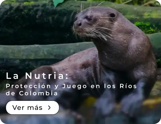La Nutria Protección y Juego en los Ríos de Colombia
