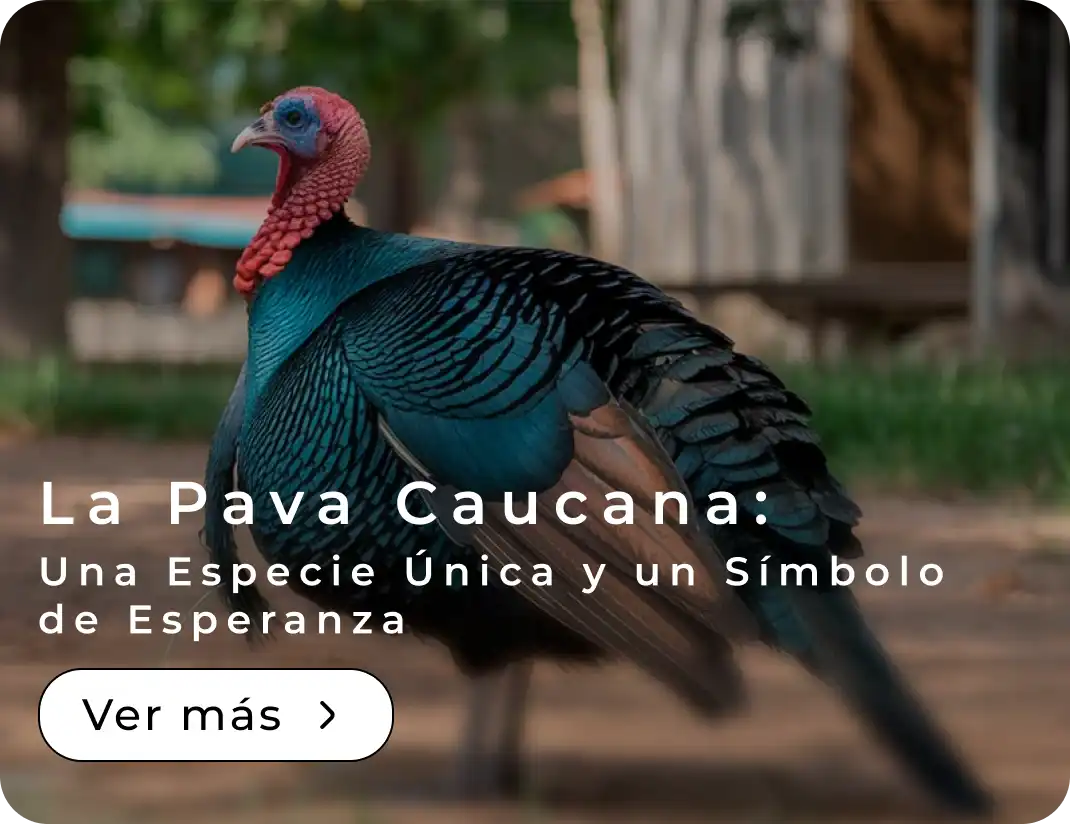 La Pava Caucana: Una Especie Única y un Símbolo de Esperanza