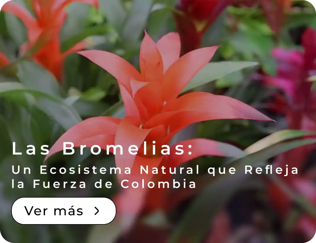 Las Bromelias: Un Ecosistema Natural que Refleja la Fuerza de Colombia