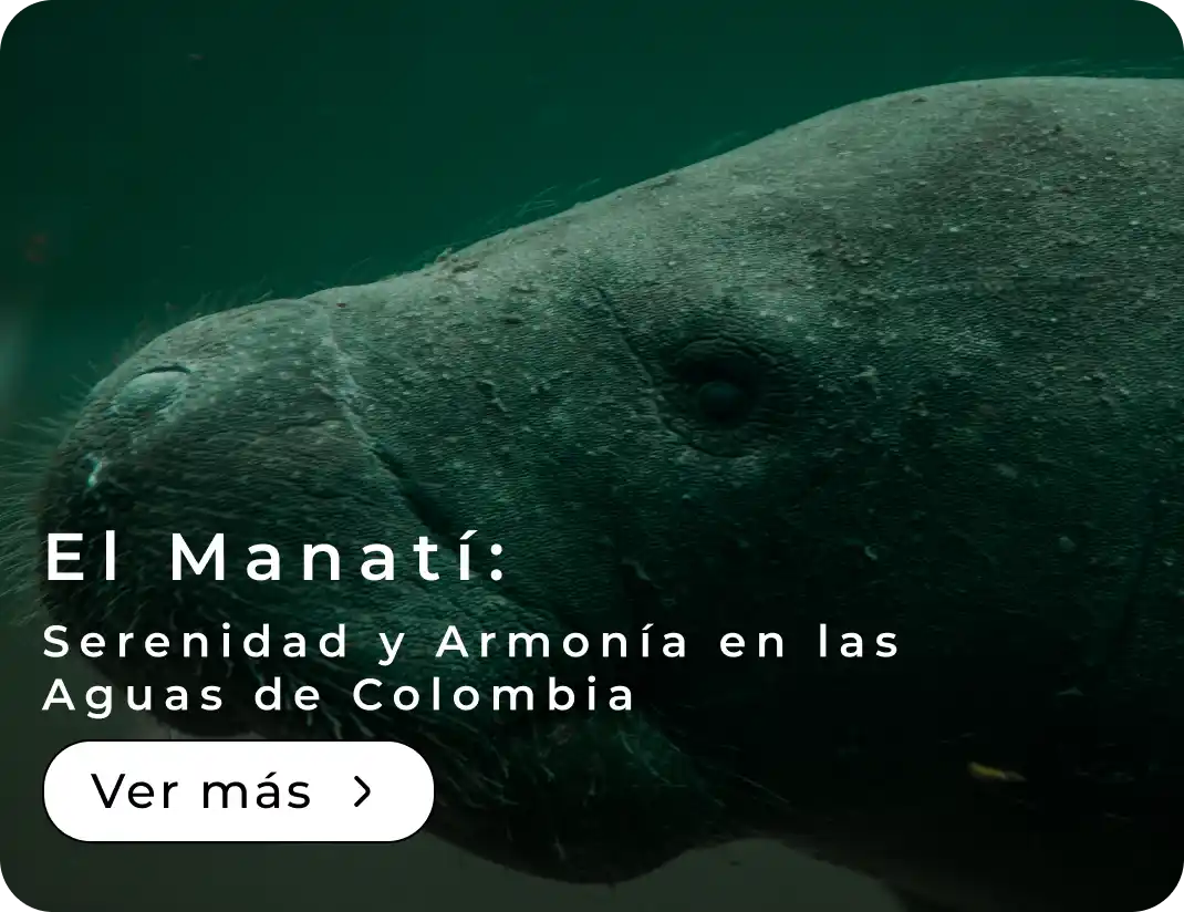 El Manatí: Serenidad y Armonía en las Aguas de Colombia 