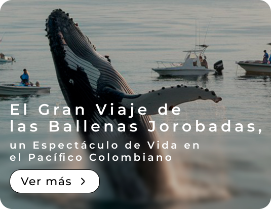 El Gran Viaje de las Ballenas Jorobadas, un Espectáculo de Vida en el Pacífico Colombiano