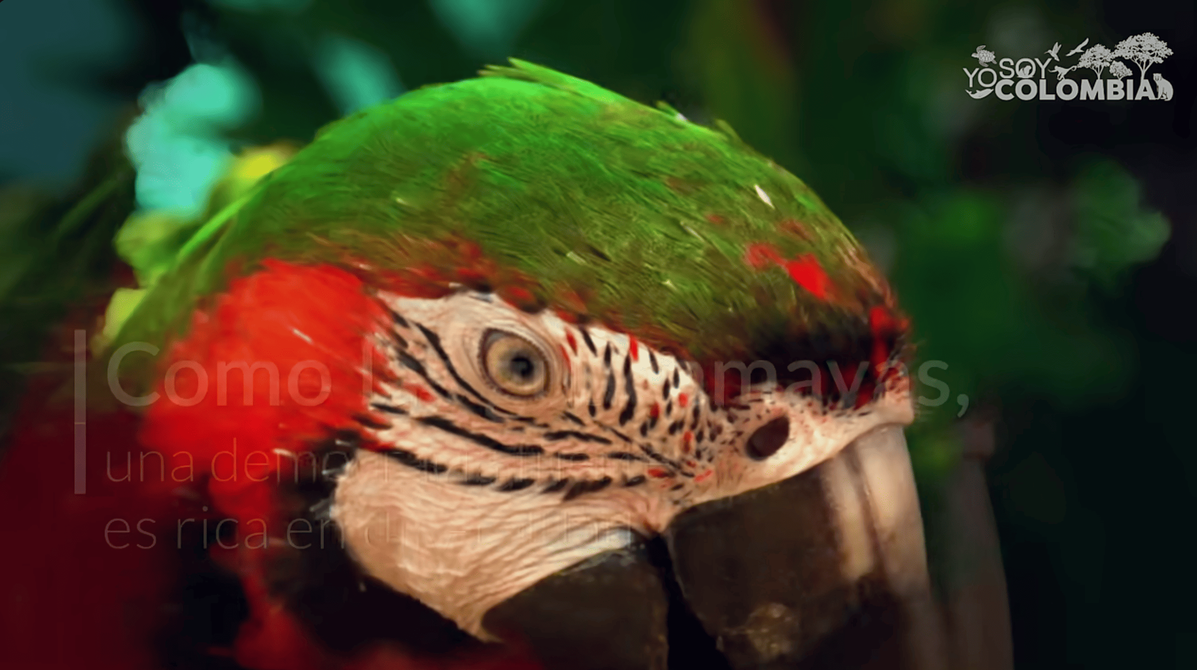 Guacamaya Colombiana colorida 