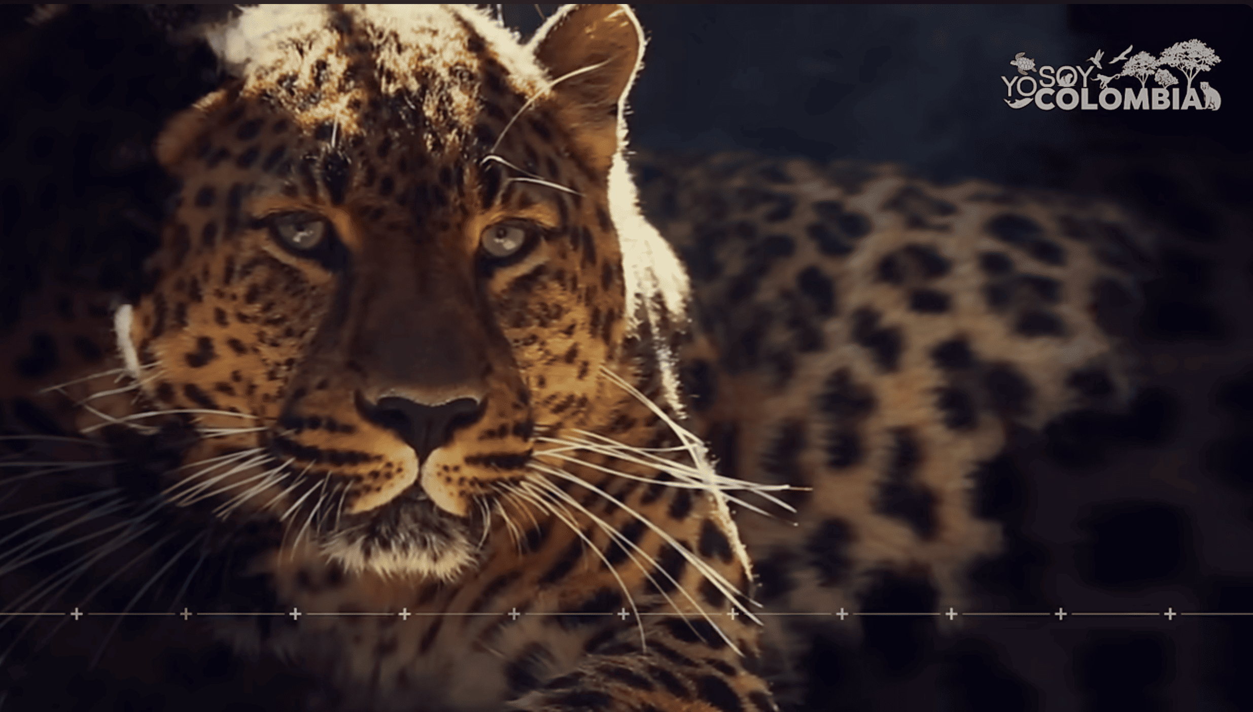 Jaguar colombiano 