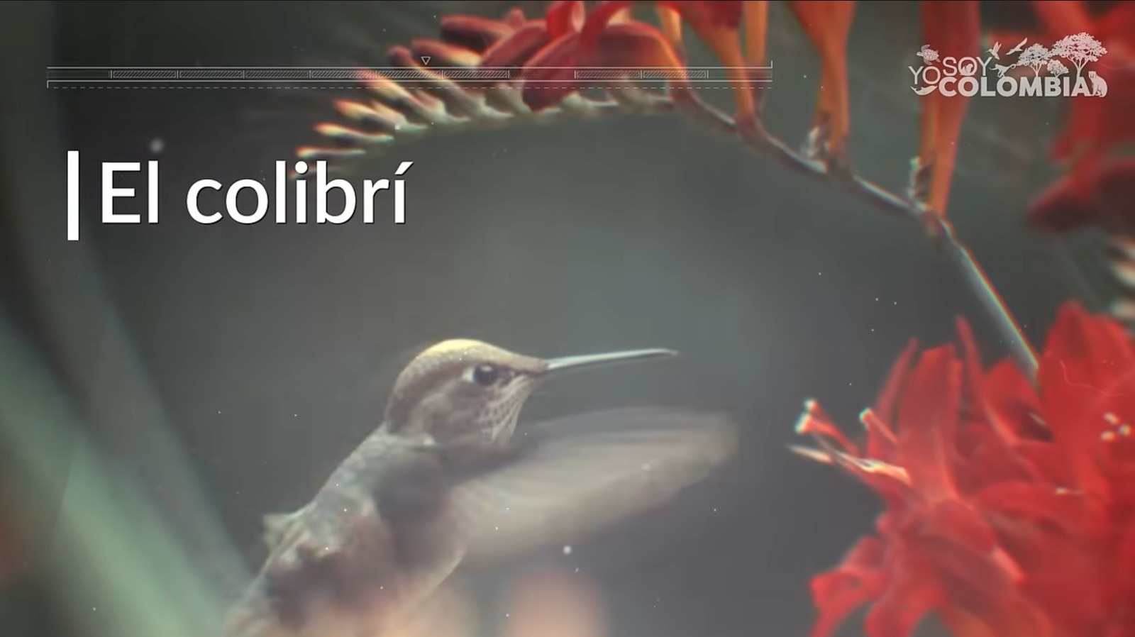 Imagen de un Colibrí 