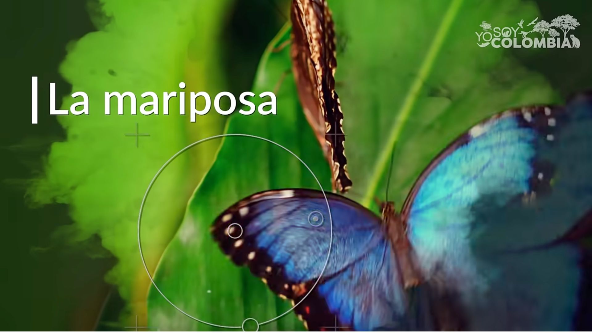 Mariposa colorida