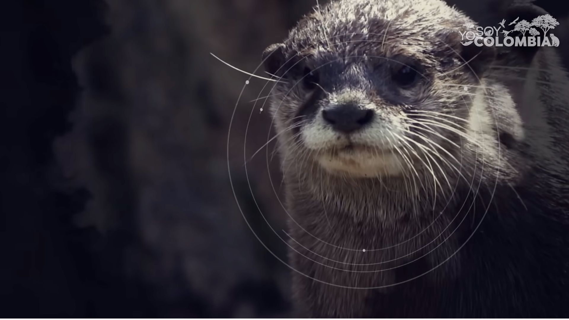 Nutria en el agua