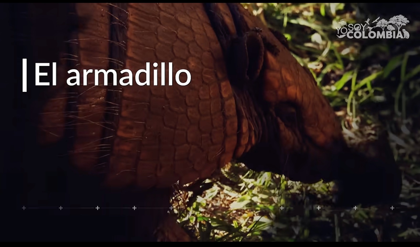 Imagen de un armadillo