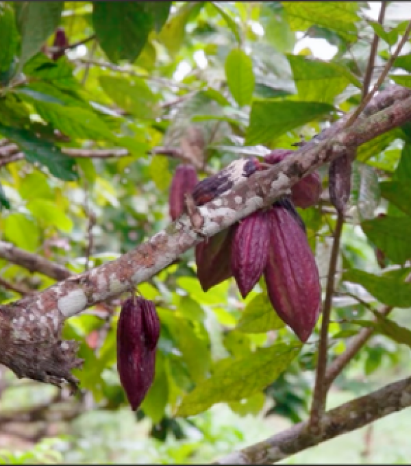 El cacao, un pilar de nuestra sostenibilidad