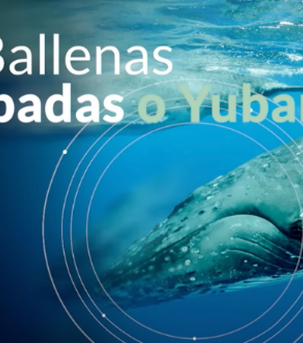 Ballenas Jorobadas