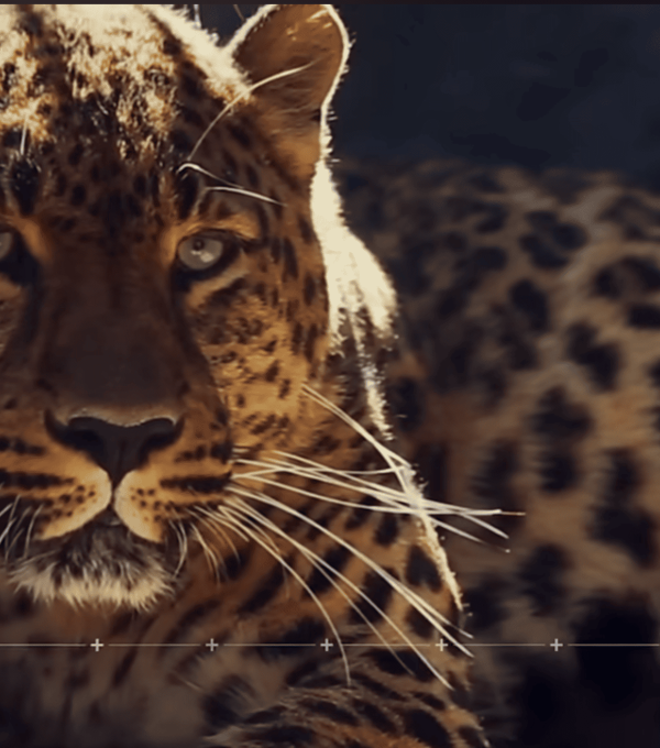 Jaguar colombiano 