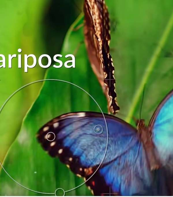 Mariposa colorida