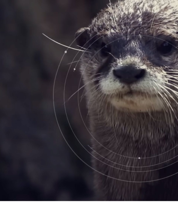 Nutria en el agua