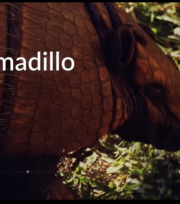 Imagen de un armadillo